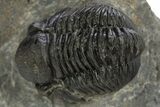 Detailed Gerastos Trilobite Fossil - Morocco #310277-2